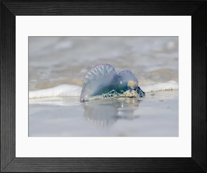 Framed Print : Picture No. 11993252 Framed Print : Picture No. 11993252