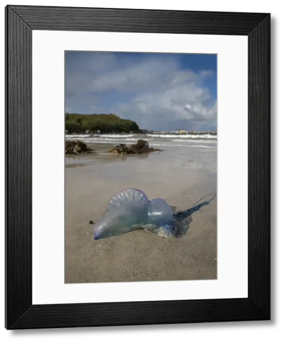 Framed Print : Picture No. 11993253 Framed Print : Picture No. 11993253