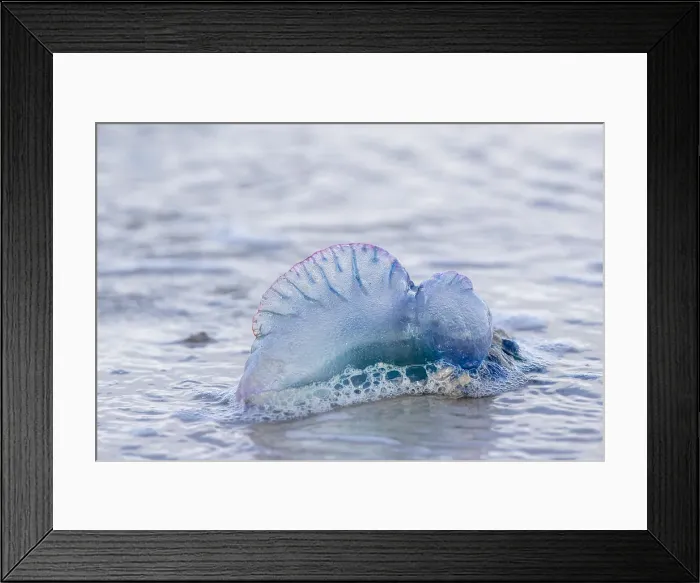 Framed Print : Picture No. 11993254 Framed Print : Picture No. 11993254