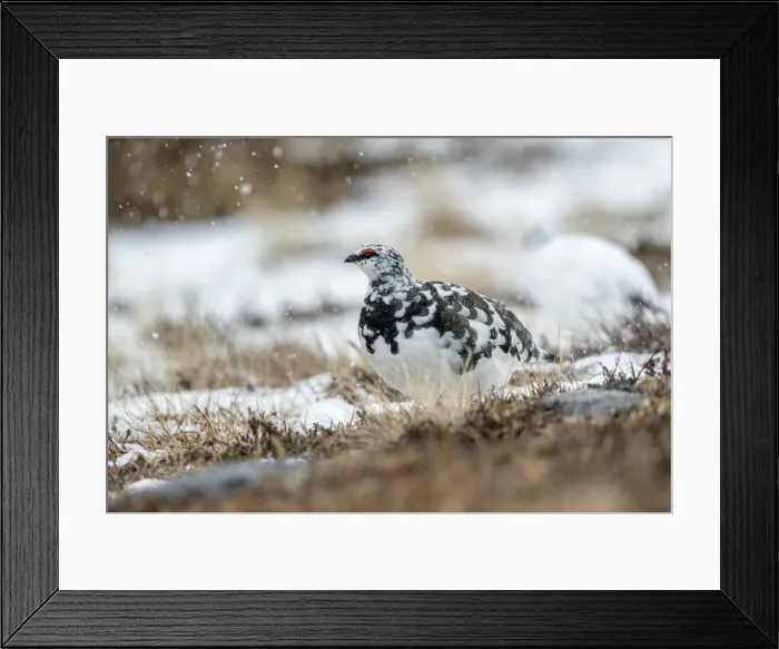 Framed Print : Picture No. 11993255 Framed Print : Picture No. 11993255