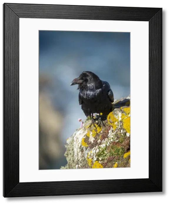 Framed Print : Picture No. 11993256 Framed Print : Picture No. 11993256
