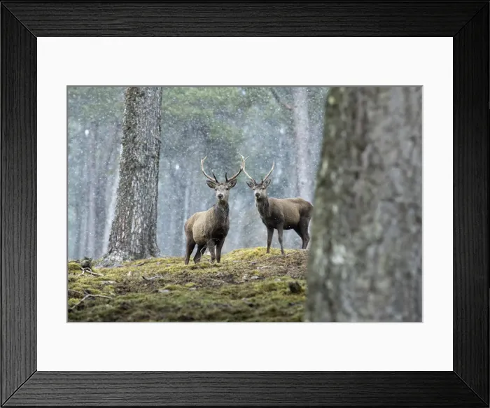 Framed Print : Picture No. 11993257 Framed Print : Picture No. 11993257