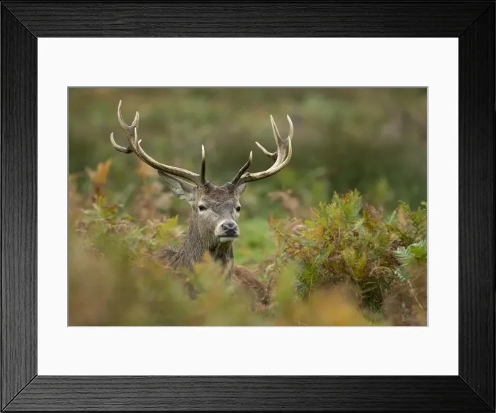Framed Print : Picture No. 11993258 Framed Print : Picture No. 11993258