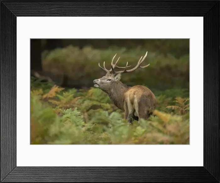 Framed Print : Picture No. 11993259 Framed Print : Picture No. 11993259