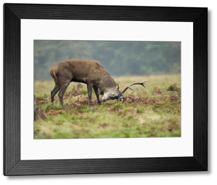 Framed Print : Picture No. 11993260 Framed Print : Picture No. 11993260
