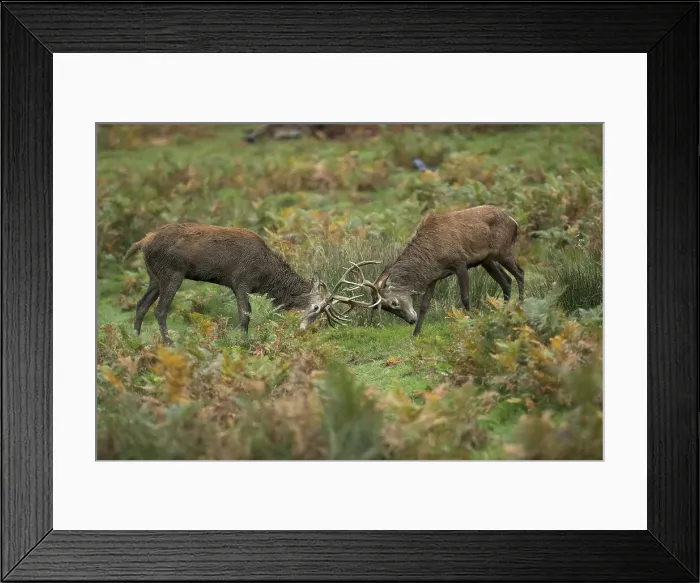 Framed Print : Picture No. 11993261 Framed Print : Picture No. 11993261