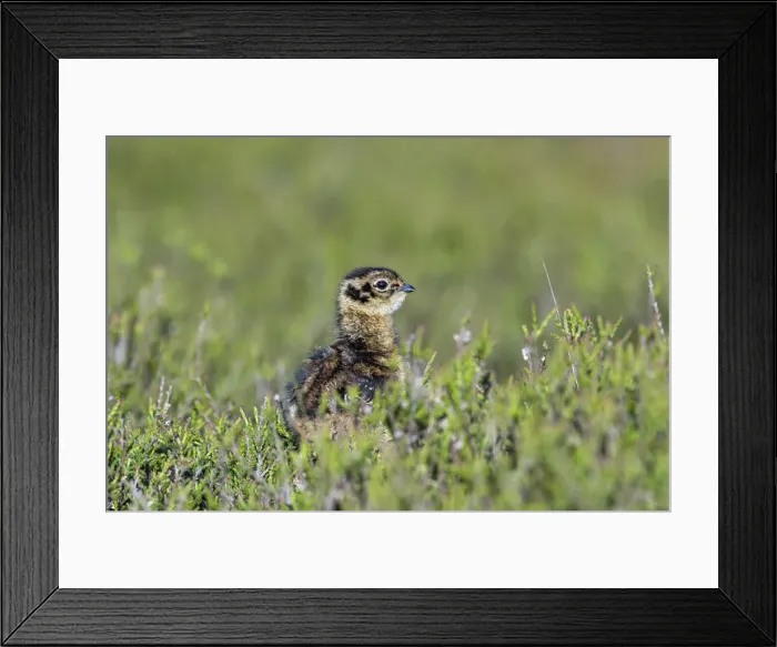 Framed Print : Picture No. 11993263 Framed Print : Picture No. 11993263