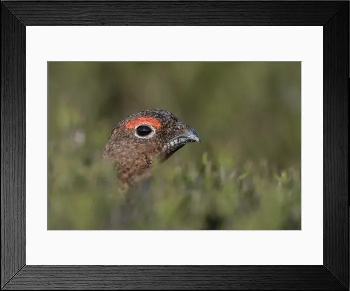 Framed Print : Picture No. 11993264 Framed Print : Picture No. 11993264