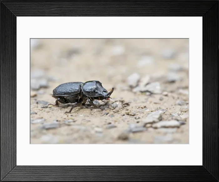 Framed Print : Picture No. 11993265 Framed Print : Picture No. 11993265