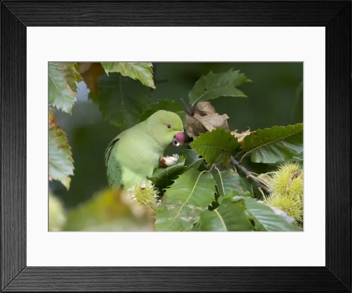 Framed Print : Picture No. 11993266 Framed Print : Picture No. 11993266