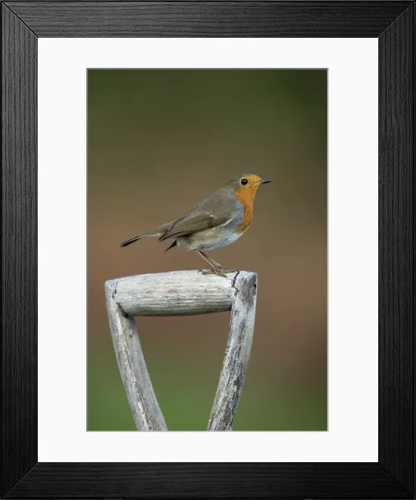 Framed Print : Picture No. 11993267 Framed Print : Picture No. 11993267
