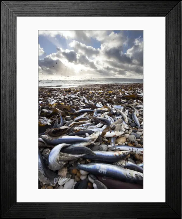 Framed Print : Picture No. 11993268 Framed Print : Picture No. 11993268