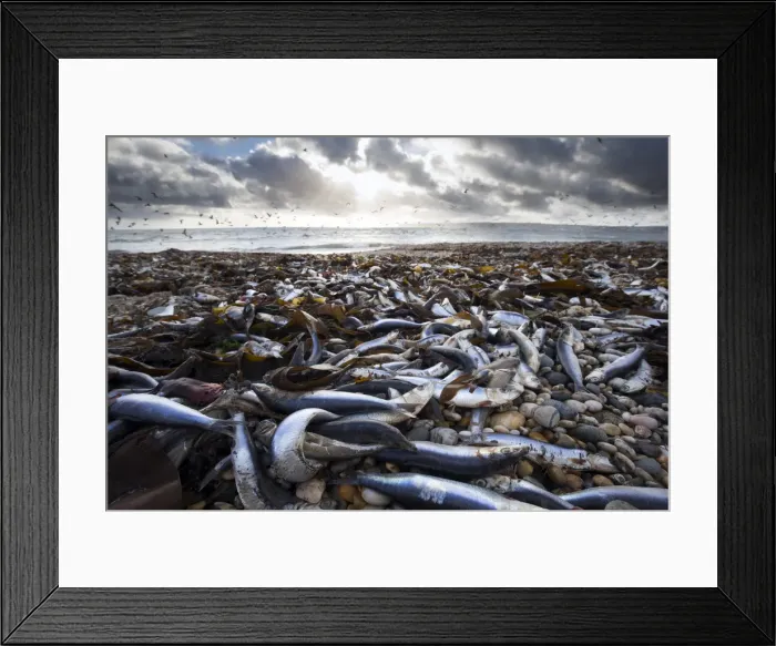 Framed Print : Picture No. 11993269 Framed Print : Picture No. 11993269