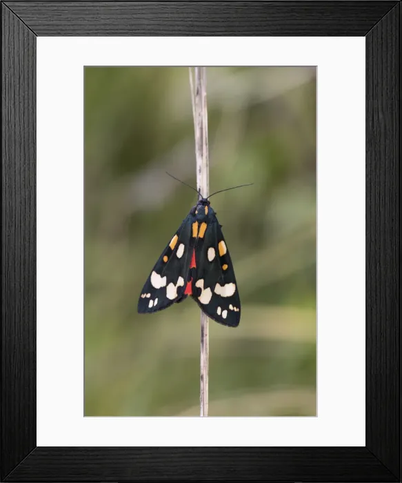 Framed Print : Picture No. 11993270 Framed Print : Picture No. 11993270