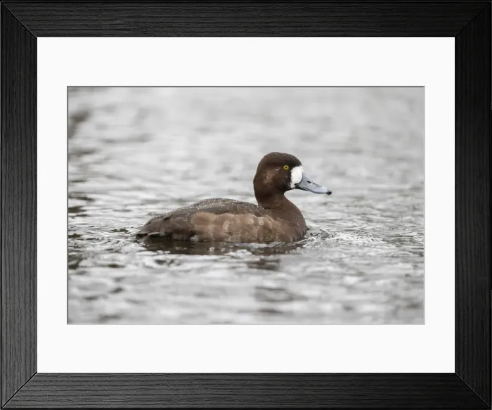 Framed Print : Picture No. 11993271 Framed Print : Picture No. 11993271