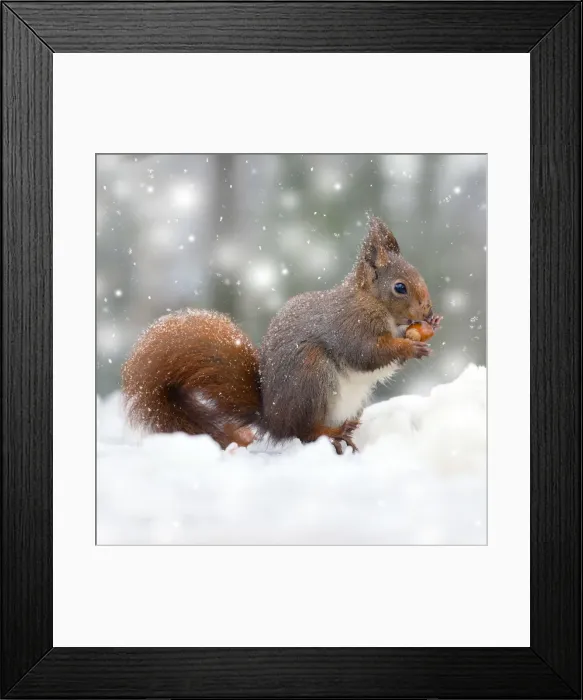 Framed Print : Picture No. 11993339 Framed Print : Picture No. 11993339