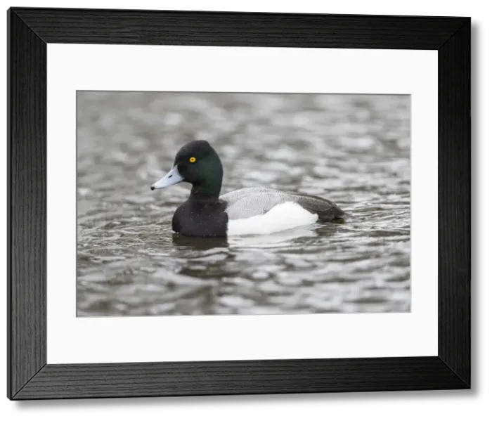 Framed Print : Picture No. 11993272 Framed Print : Picture No. 11993272