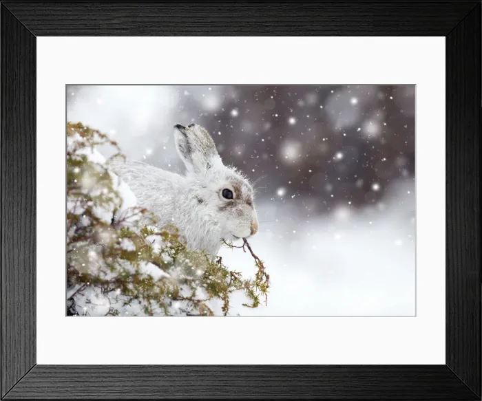 Framed Print : Picture No. 11993341 Framed Print : Picture No. 11993341