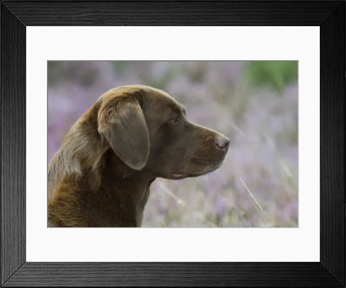 Framed Print : Picture No. 11991578 Framed Print : Picture No. 11991578