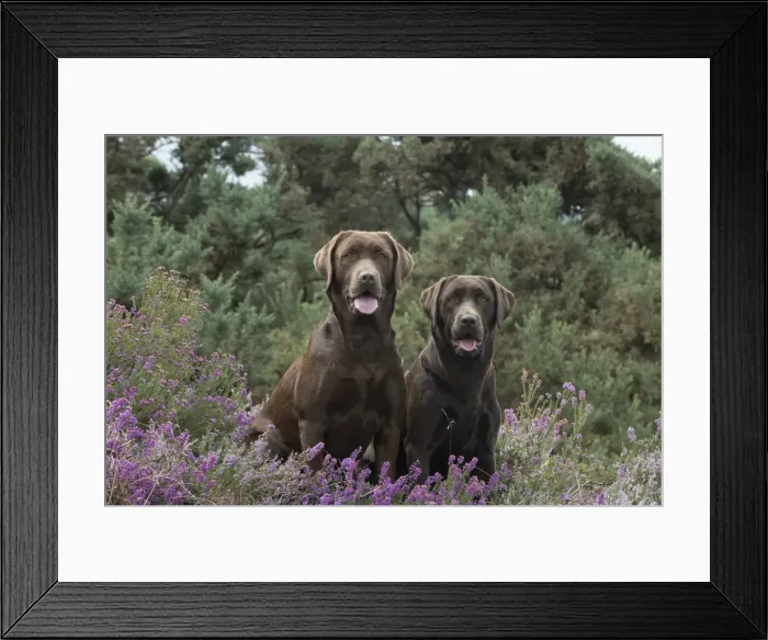 Framed Print : Picture No. 11991579 Framed Print : Picture No. 11991579