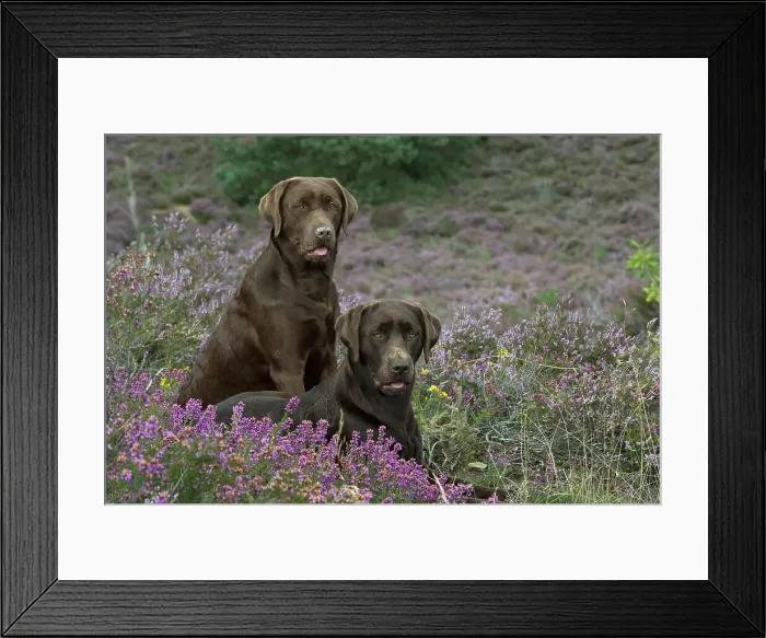 Framed Print : Picture No. 11991580 Framed Print : Picture No. 11991580