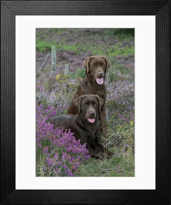 Framed Print : Picture No. 11991581 Framed Print : Picture No. 11991581