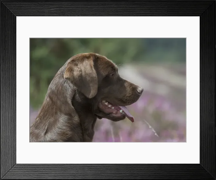 Framed Print : Picture No. 11991582 Framed Print : Picture No. 11991582
