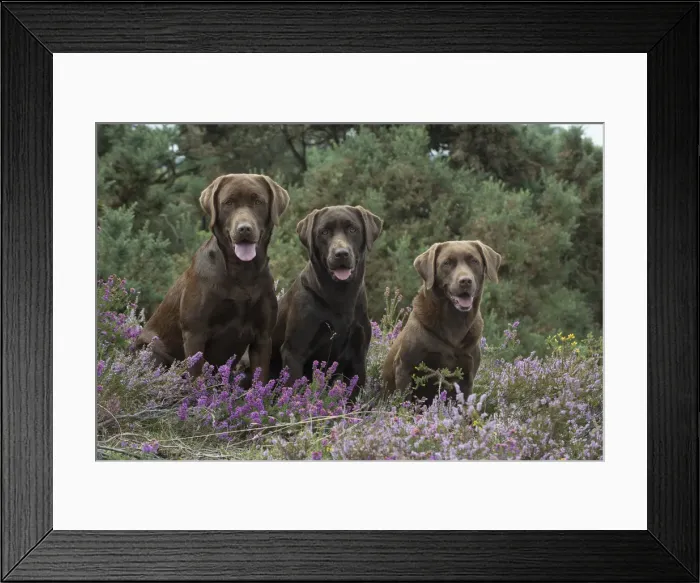 Framed Print : Picture No. 11991583 Framed Print : Picture No. 11991583