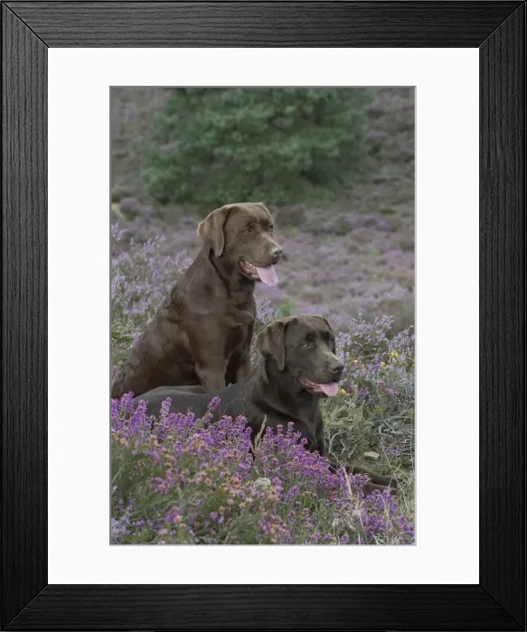 Framed Print : Picture No. 11991584 Framed Print : Picture No. 11991584