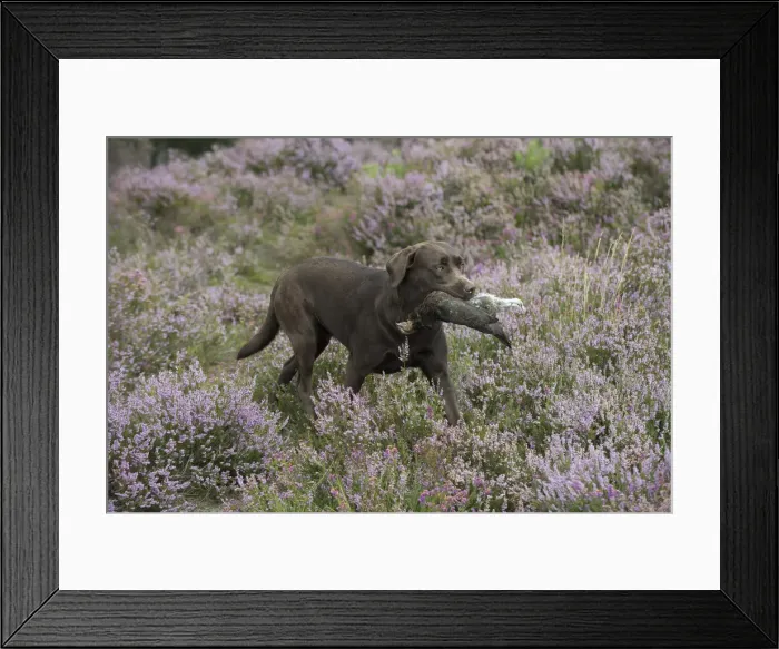 Framed Print : Picture No. 11991585 Framed Print : Picture No. 11991585