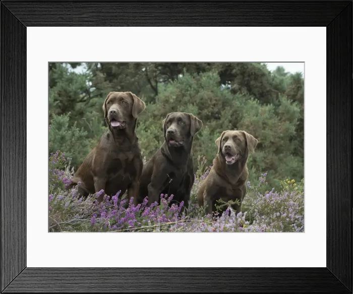 Framed Print : Picture No. 11991586 Framed Print : Picture No. 11991586