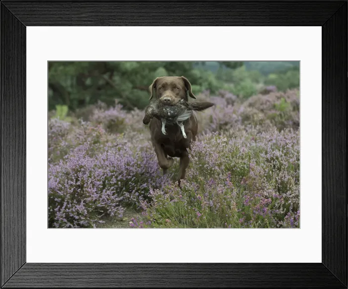 Framed Print : Picture No. 11991587 Framed Print : Picture No. 11991587