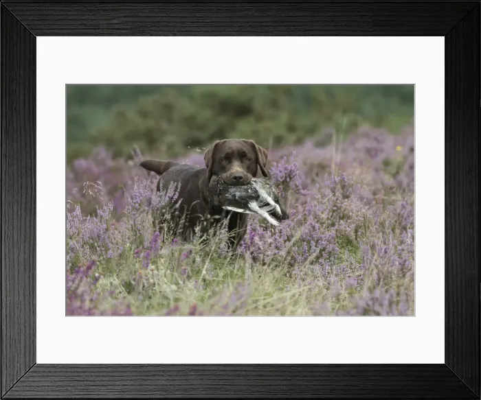Framed Print : Picture No. 11991588 Framed Print : Picture No. 11991588