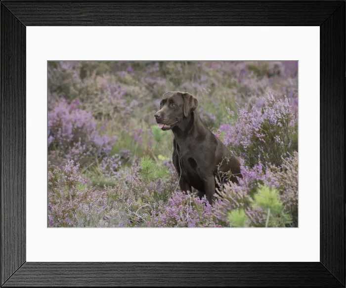 Framed Print : Picture No. 11991589 Framed Print : Picture No. 11991589