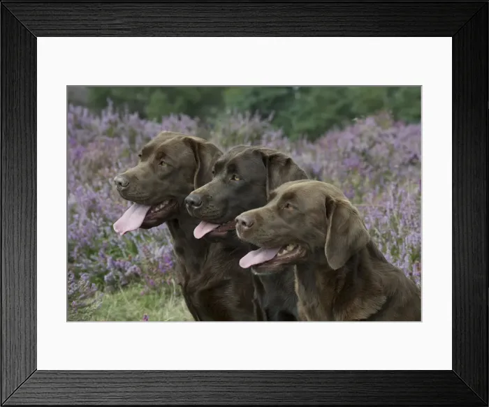 Framed Print : Picture No. 11991590 Framed Print : Picture No. 11991590