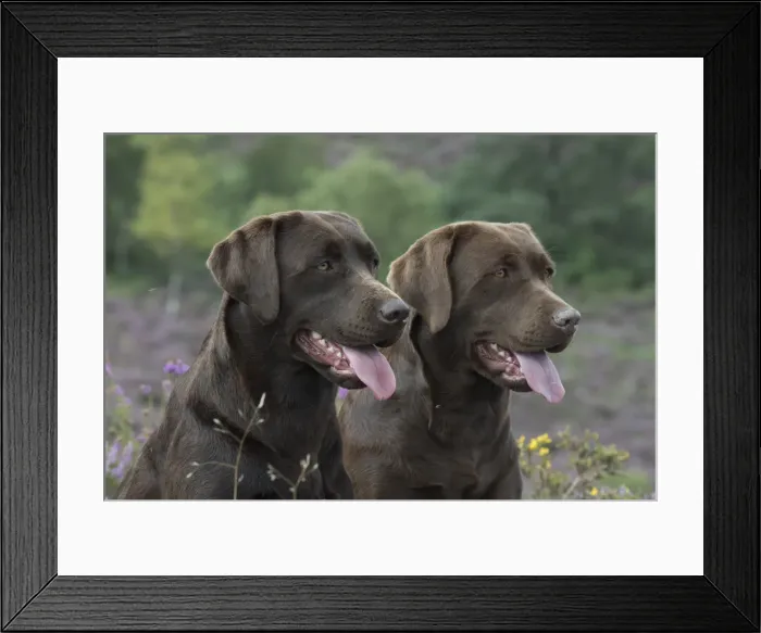 Framed Print : Picture No. 11991591 Framed Print : Picture No. 11991591