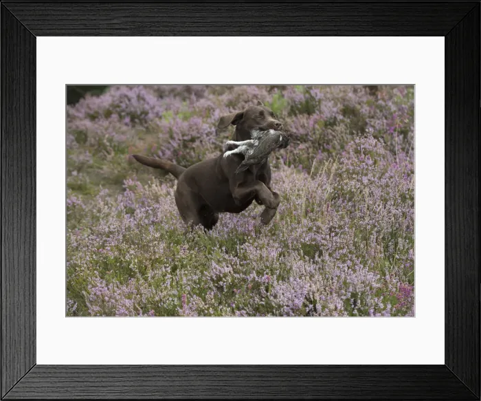 Framed Print : Picture No. 11991592 Framed Print : Picture No. 11991592