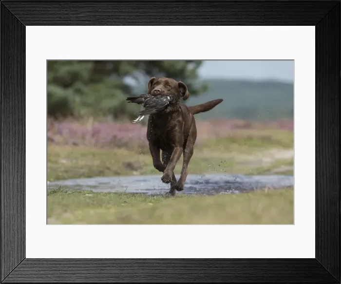 Framed Print : Picture No. 11991594 Framed Print : Picture No. 11991594