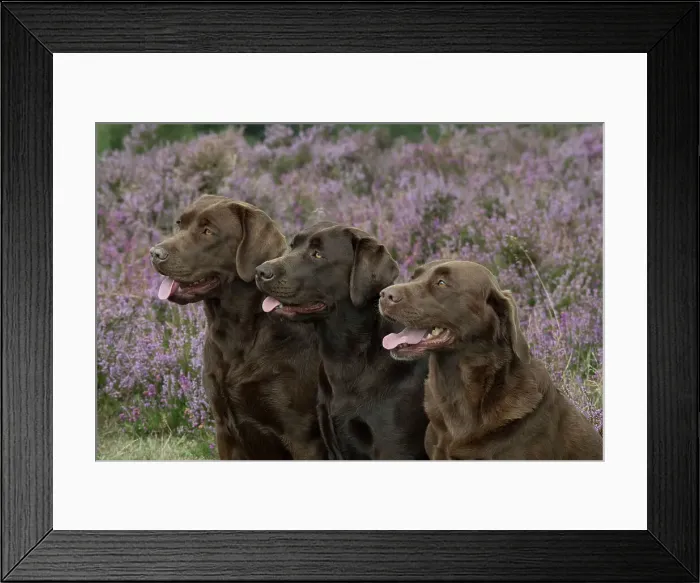 Framed Print : Picture No. 11991595 Framed Print : Picture No. 11991595