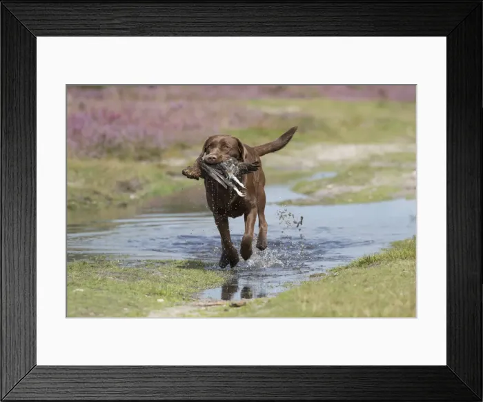 Framed Print : Picture No. 11991596 Framed Print : Picture No. 11991596