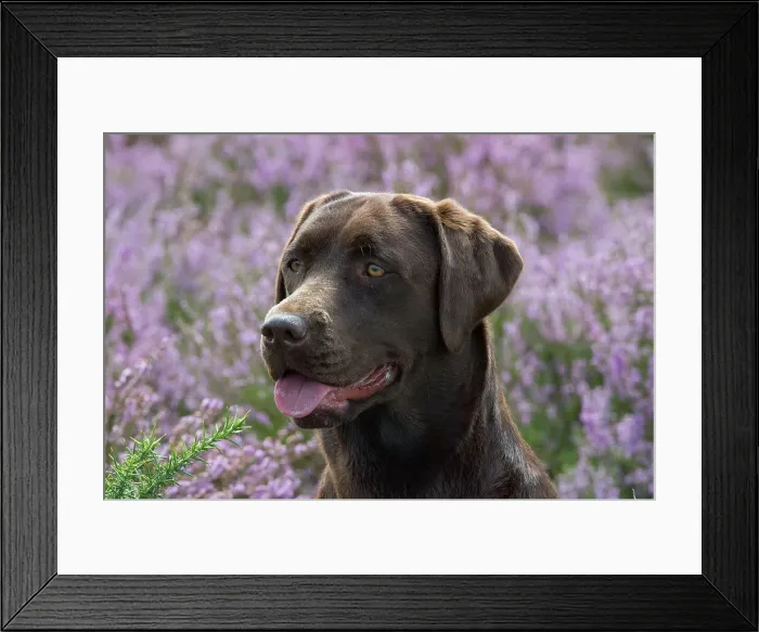 Framed Print : Picture No. 11991597 Framed Print : Picture No. 11991597