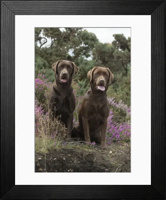 Framed Print : Picture No. 11991598 Framed Print : Picture No. 11991598