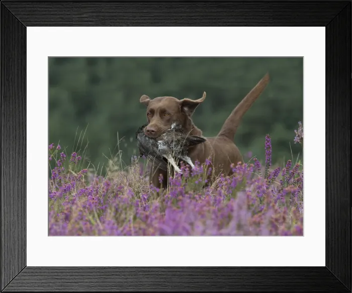 Framed Print : Picture No. 11991599 Framed Print : Picture No. 11991599