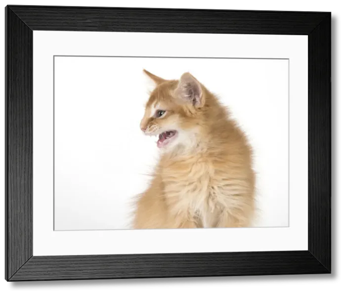 Framed Print : Picture No. 11991600 Framed Print : Picture No. 11991600