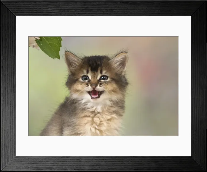 Framed Print : Picture No. 11991601 Framed Print : Picture No. 11991601