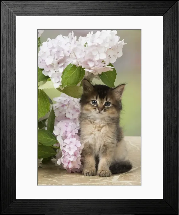 Framed Print : Picture No. 11991602 Framed Print : Picture No. 11991602