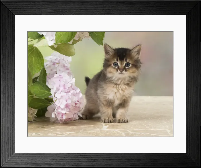 Framed Print : Picture No. 11991603 Framed Print : Picture No. 11991603