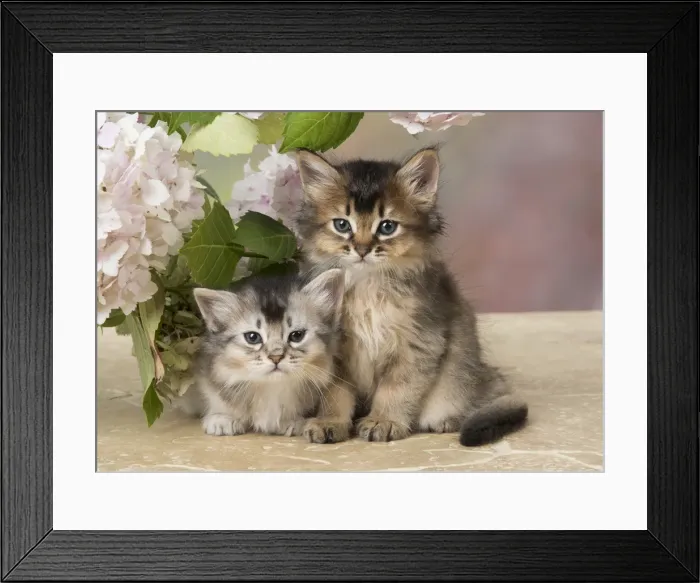 Framed Print : Picture No. 11991604 Framed Print : Picture No. 11991604