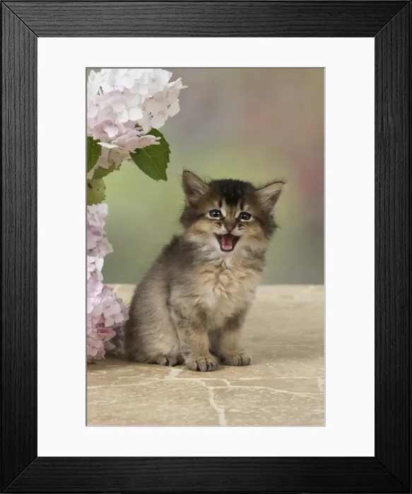 Framed Print : Picture No. 11991605 Framed Print : Picture No. 11991605
