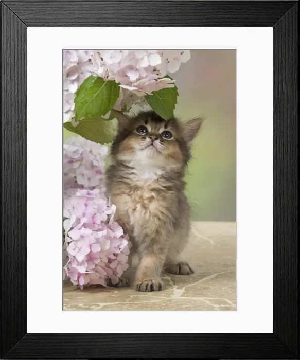 Framed Print : Picture No. 11991606 Framed Print : Picture No. 11991606
